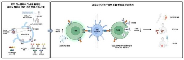 새로운 기전의 T세포 조절 온라인 슬롯 사이트의 작용 원리. 사진 국민대=제공